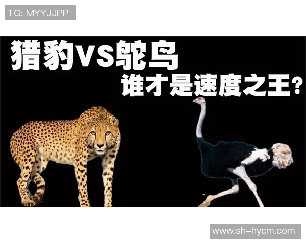 赛后分析：北京极限运动队与广州极限运动队速度对决的精彩瞬间与启示